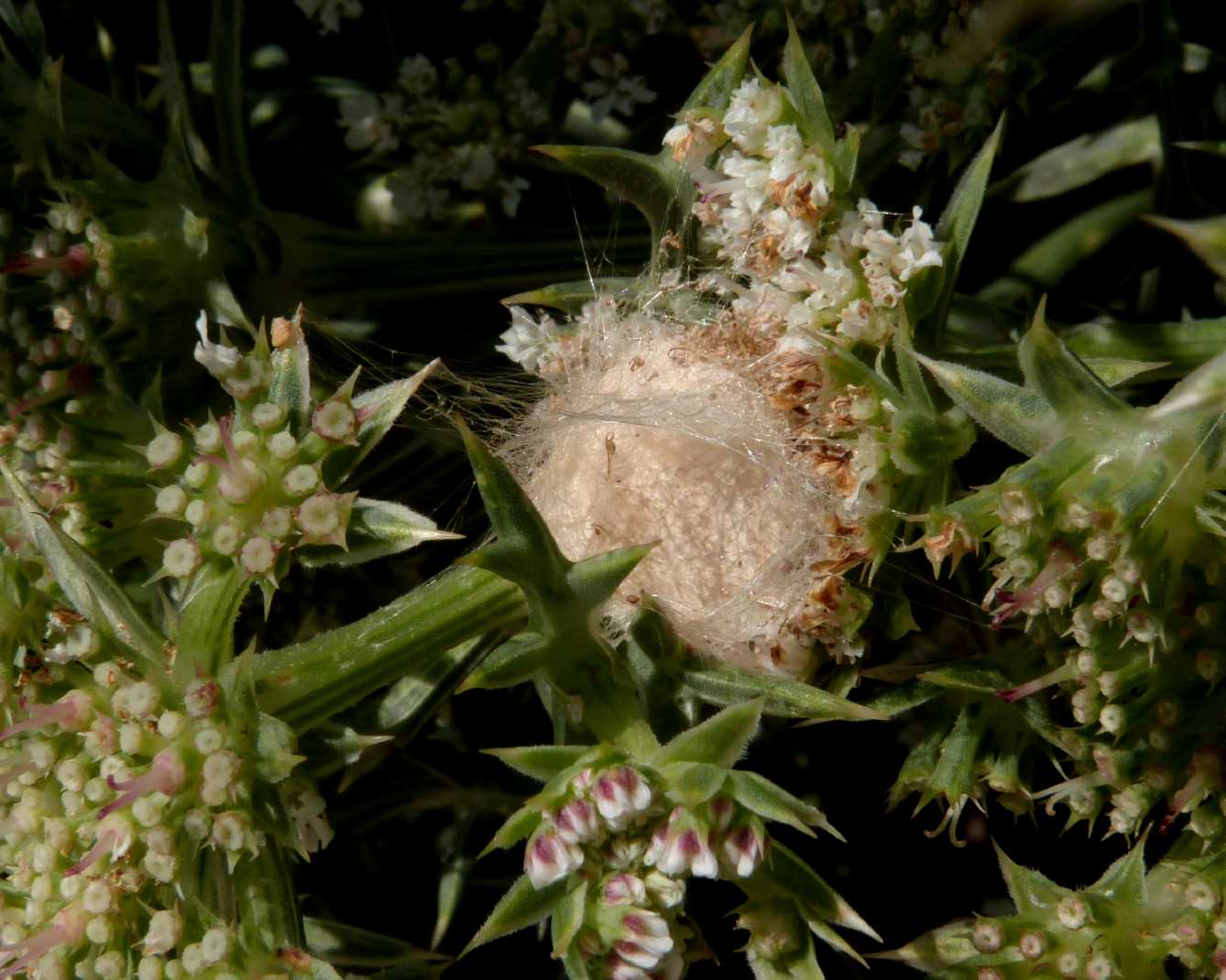 Rifugio con ovisacco (Thomisus onustus?)